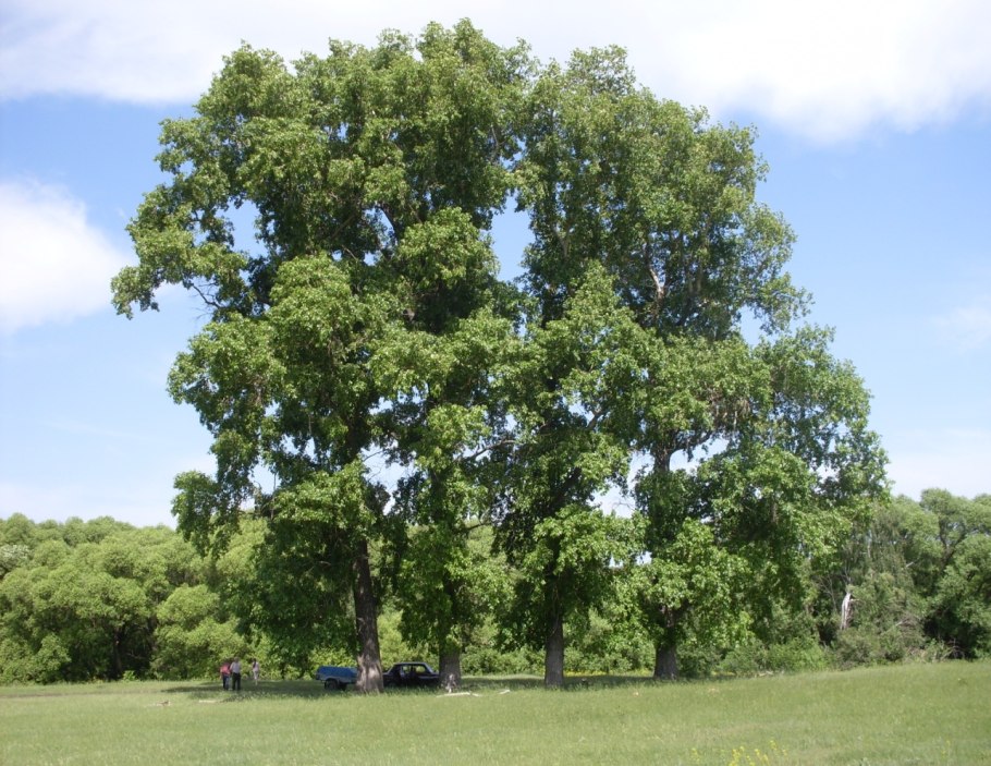 Populus Alba Тополь белый