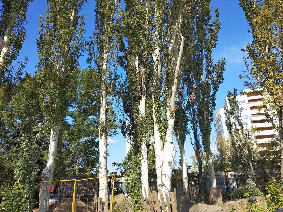 Тополь Советский пирамидальный