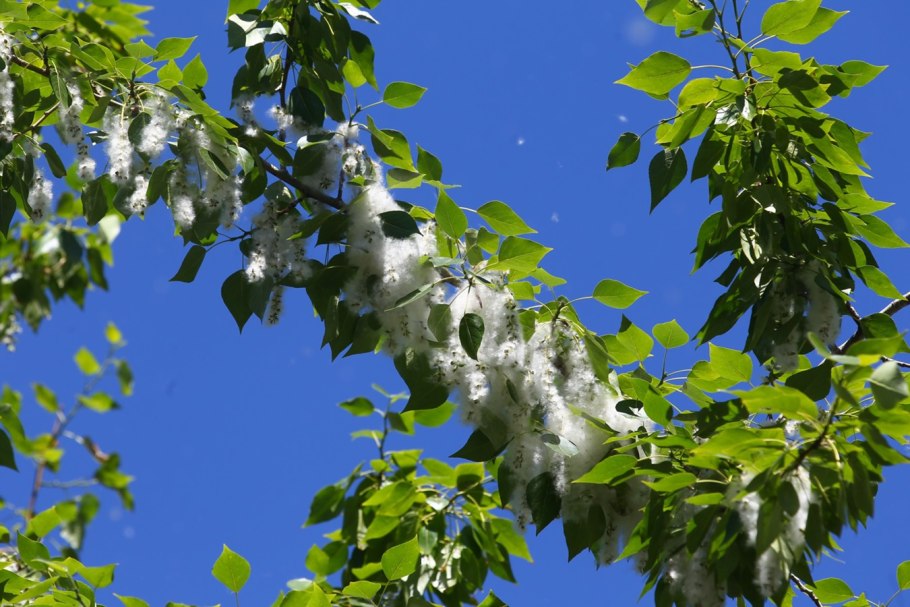 Кронирование деревьев Екатеринбург