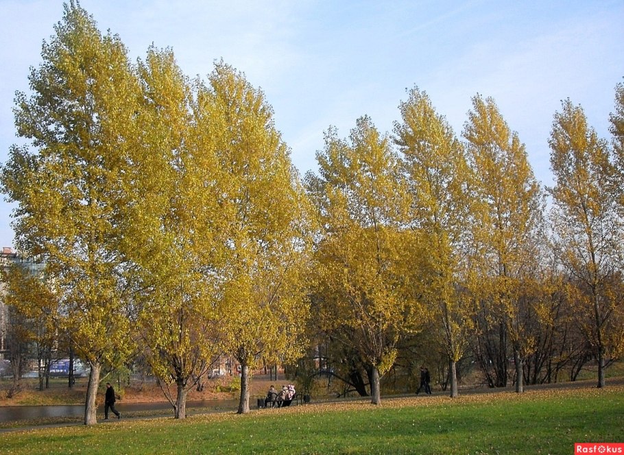 Тополя Екатеринбург