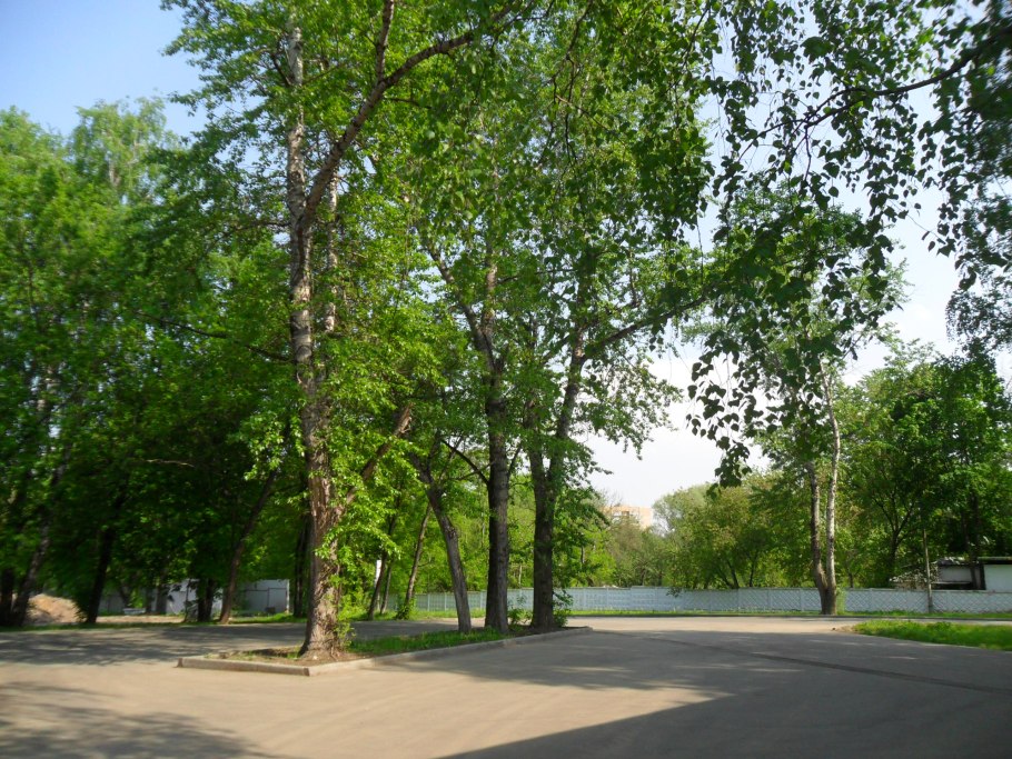 Тополь Сибирский дерево