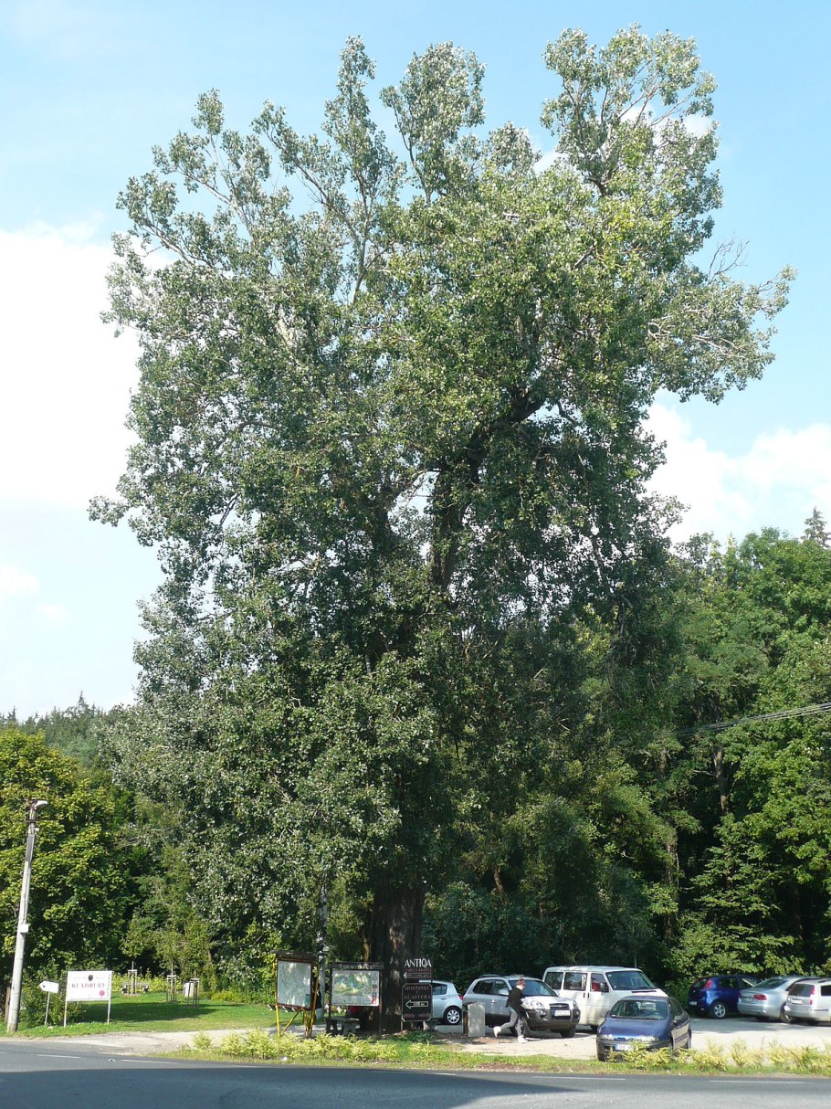 Тополь итальянский пирамидальный