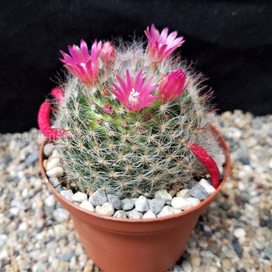 Кактус Mammillaria bocasana