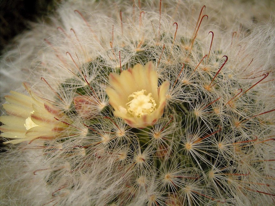 Маммиллярия бокасана (Mammillaria bocasana)