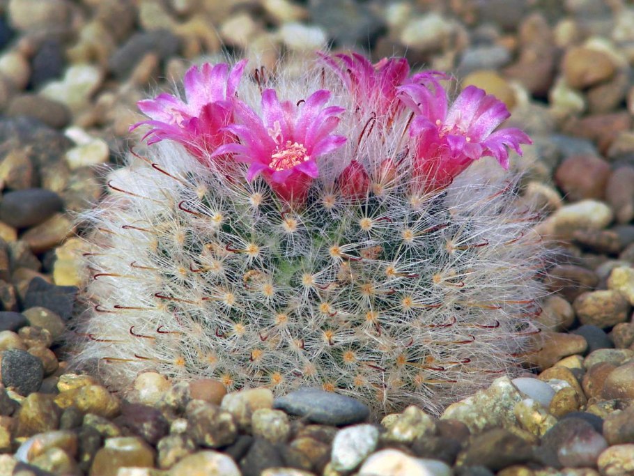 Mammillaria bocasana CV. Lotta Haage