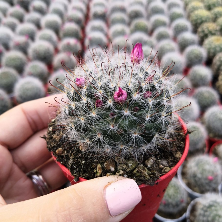 Маммиллярия бокасана (Mammillaria bocasana)