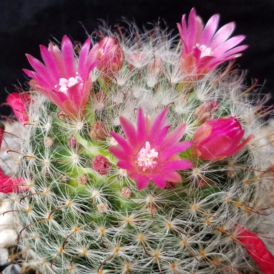Маммиллярия бокасана (Mammillaria bocasana)