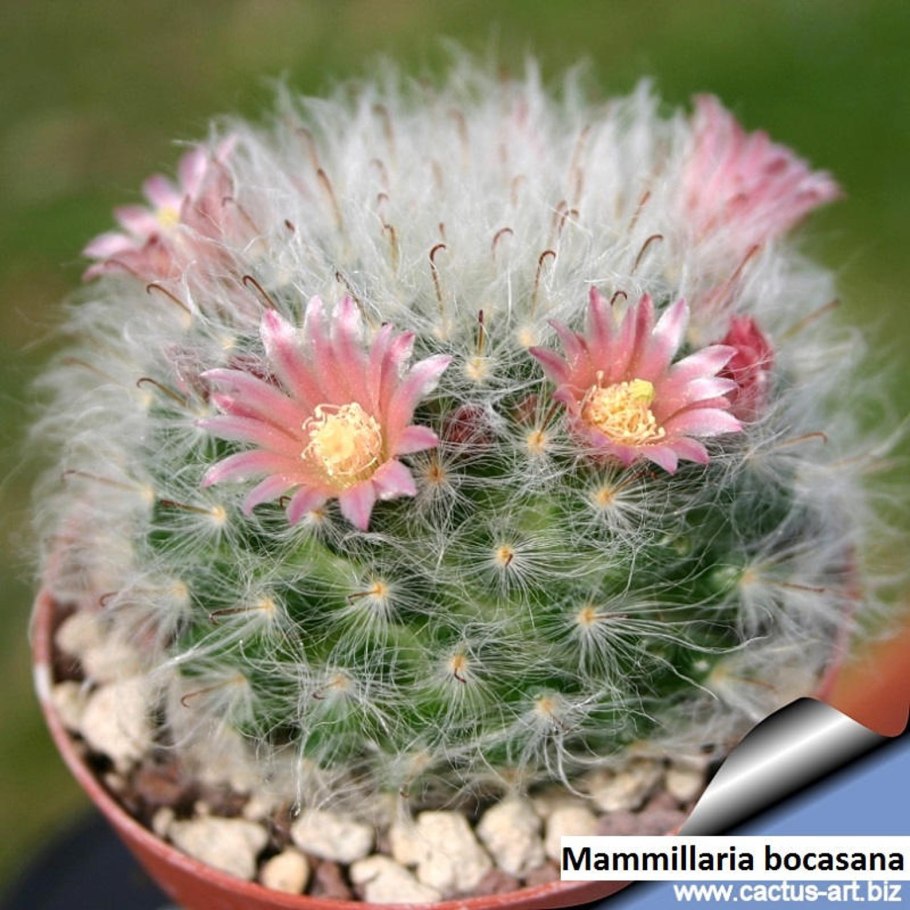 Mammillaria bocasana eschauzieri