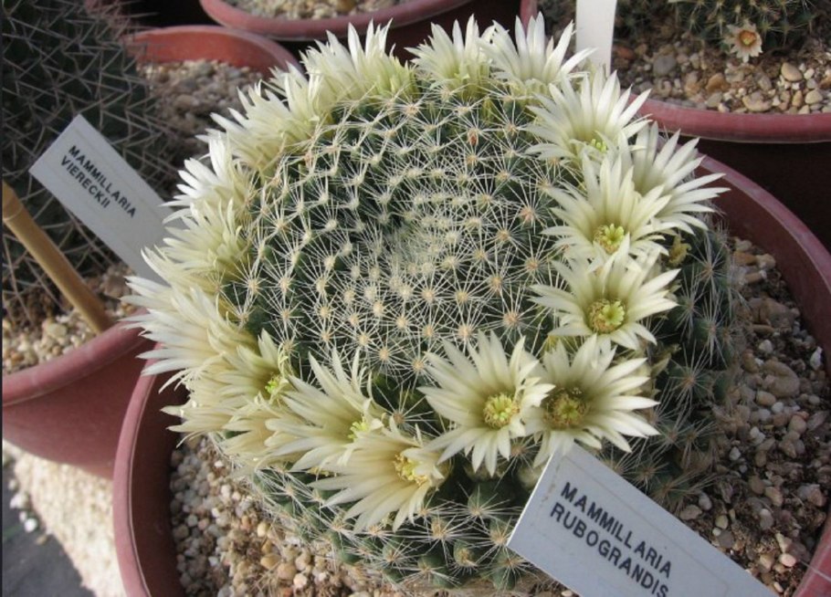 Mammillaria bocasana CV. Lotta Haage