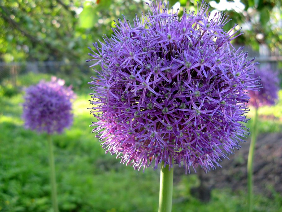 Лукочеснок Рокамболь