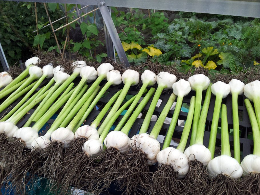 Сорт чеснока Рокамболь