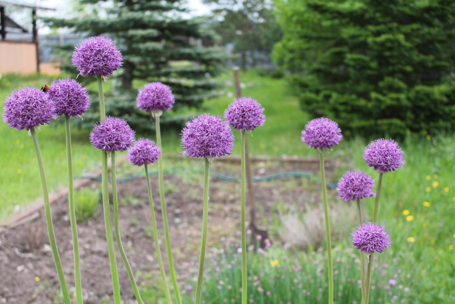 Лукочеснок Рокамболь