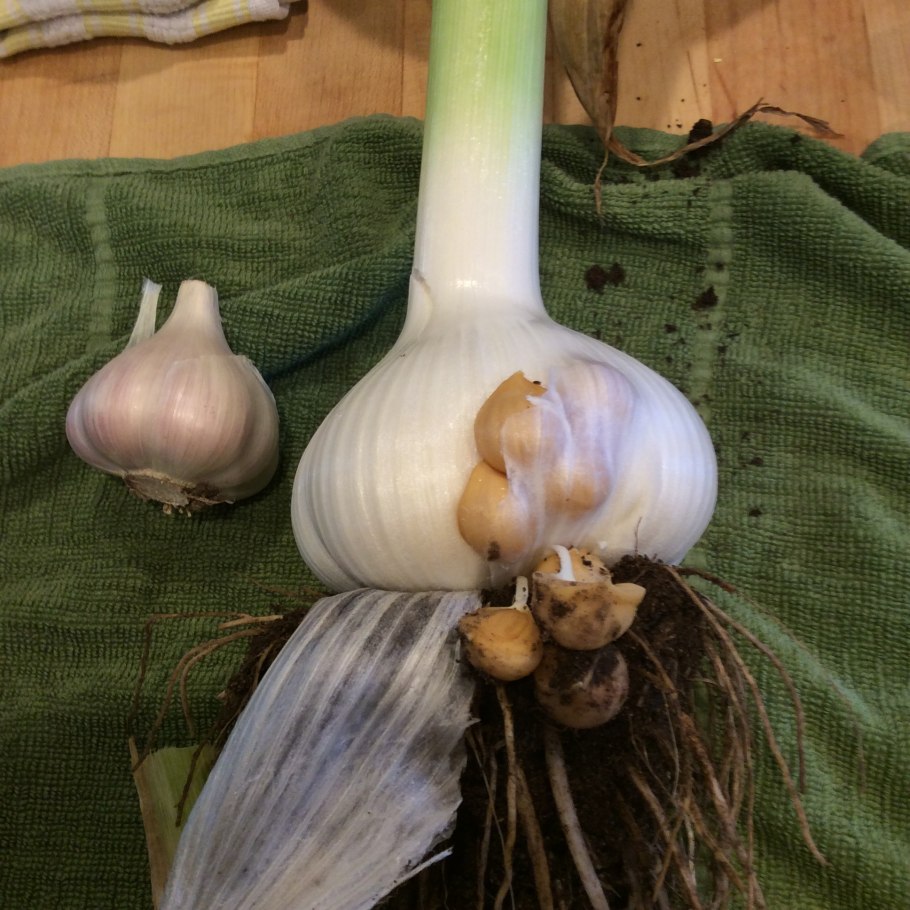 Лукочеснок Рокамболь