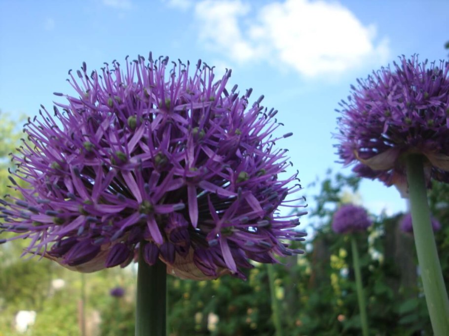 Лук причесночный Рокамболь