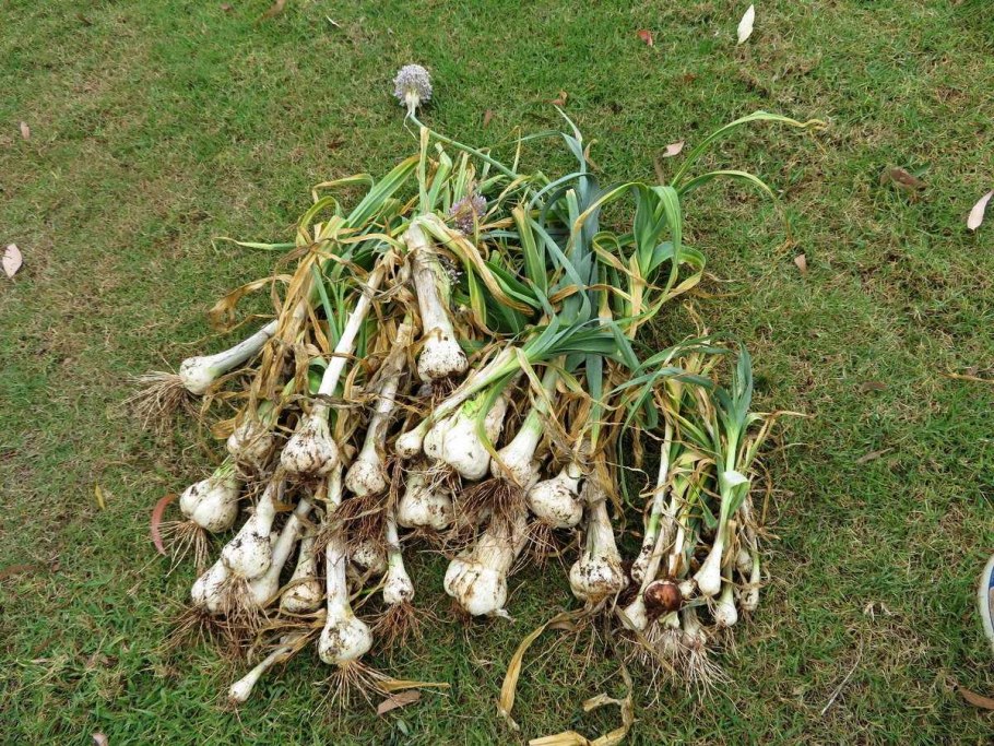 Кипрский Рокамболь