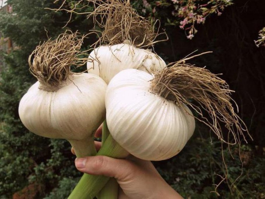 Лук-чеснок Рокамболь