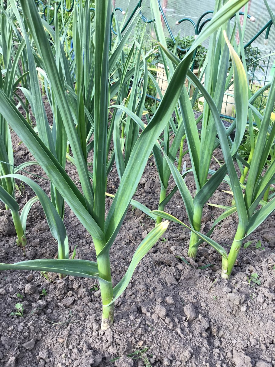 Лукочеснок Рокамболь