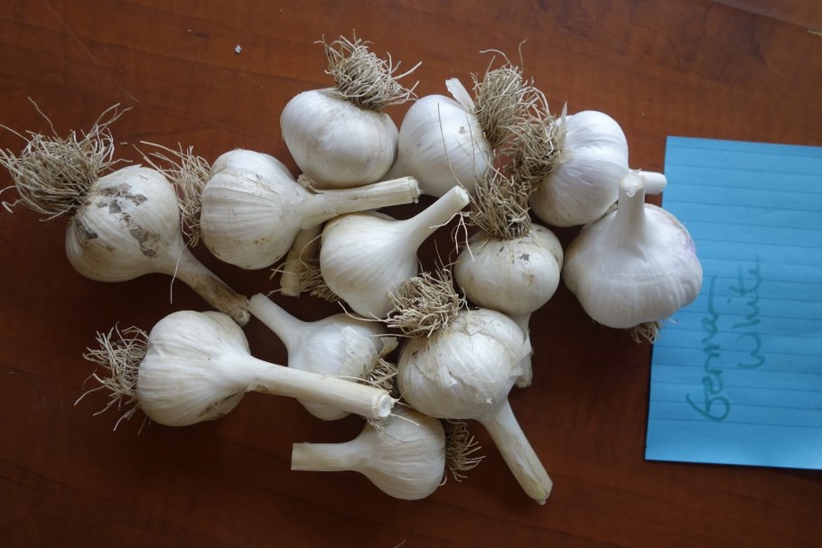 Лук причесночный Рокамболь
