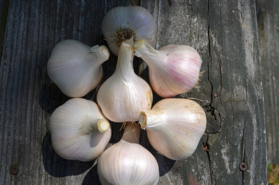 Лук слизун батун