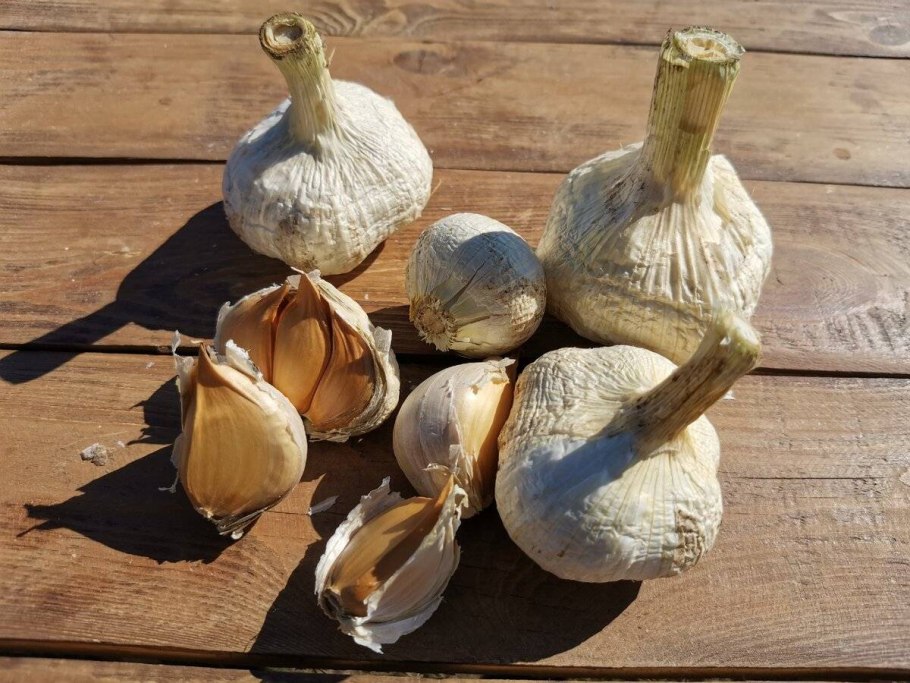 Причесночный лук Рокамболь размножение