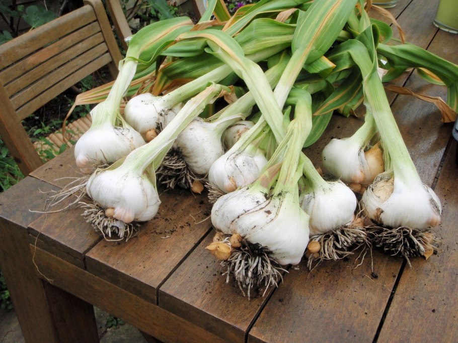 Лук причесночный Рокамболь