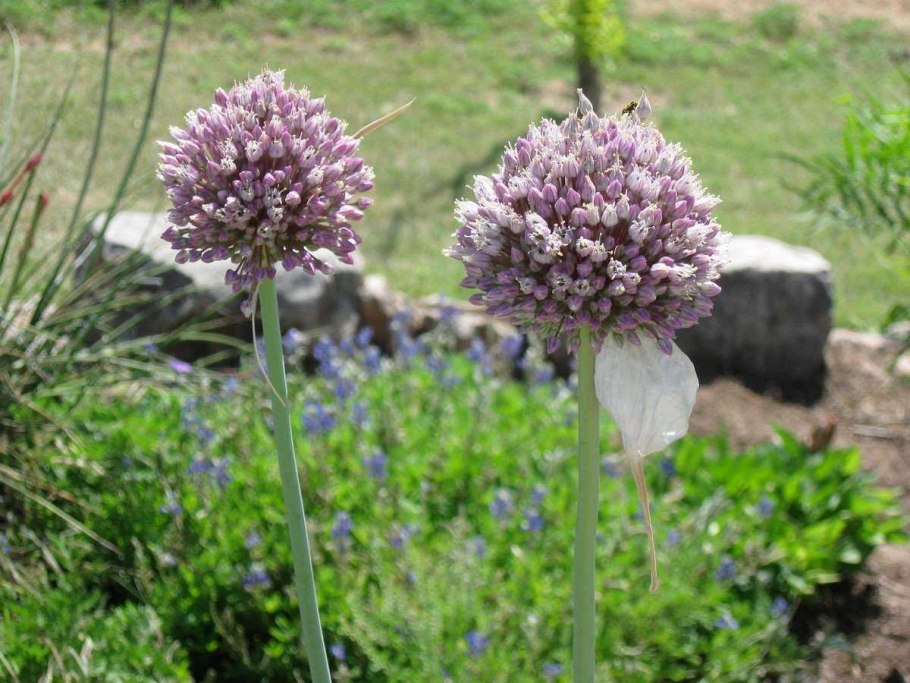 Лук причесночный Рокамболь