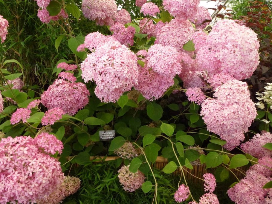Гортензия Pink Annabelle