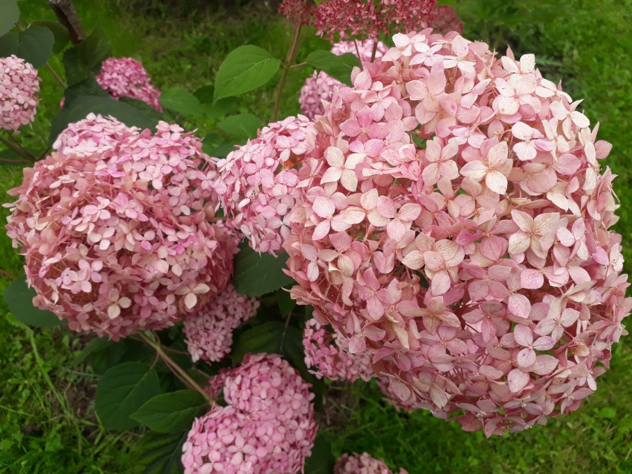 Гортензия древовидная "Меджикал Пинкербелл"