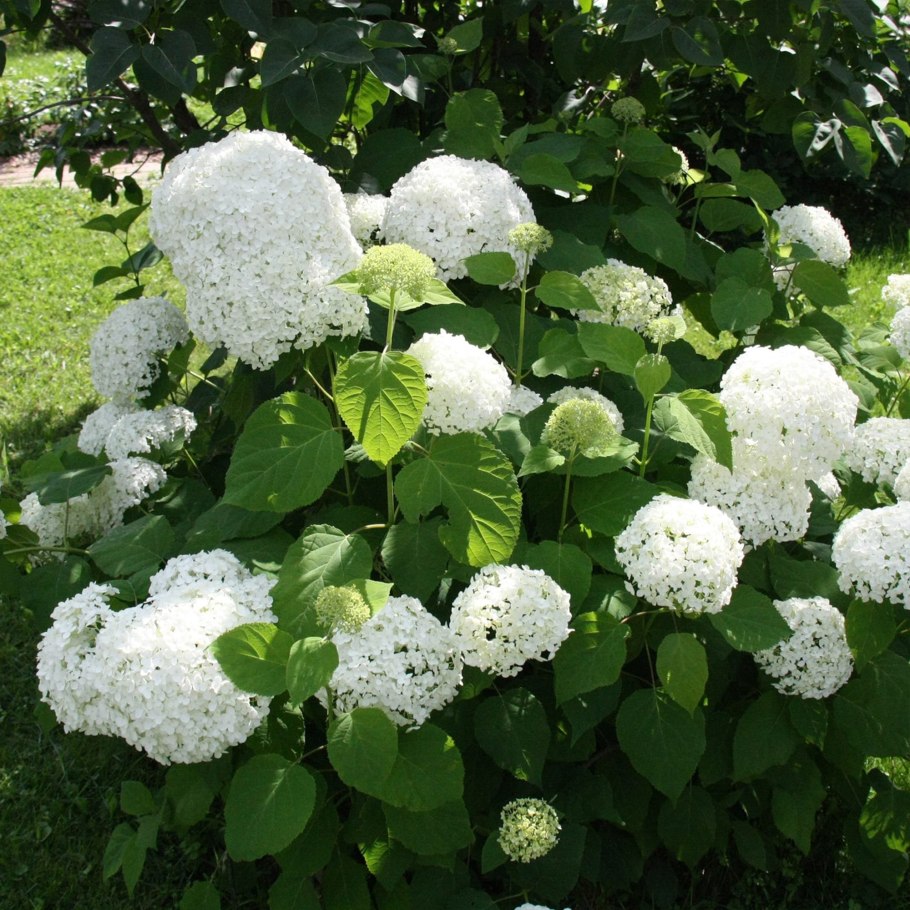 Гортензия древовидная Пинк Анабель