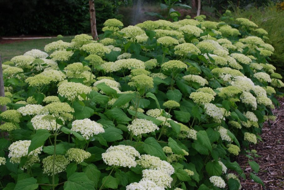 Гортензия древовидная Candybelle Bubblegum