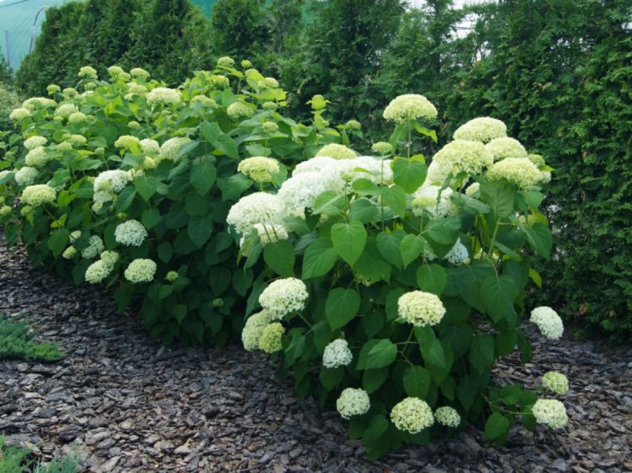 Гортензия древовидная 'Annabell'