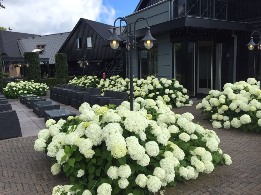 Гортензия древовидная Анабель