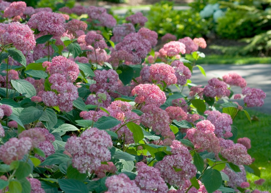 Гортензия древовидная Annabelle