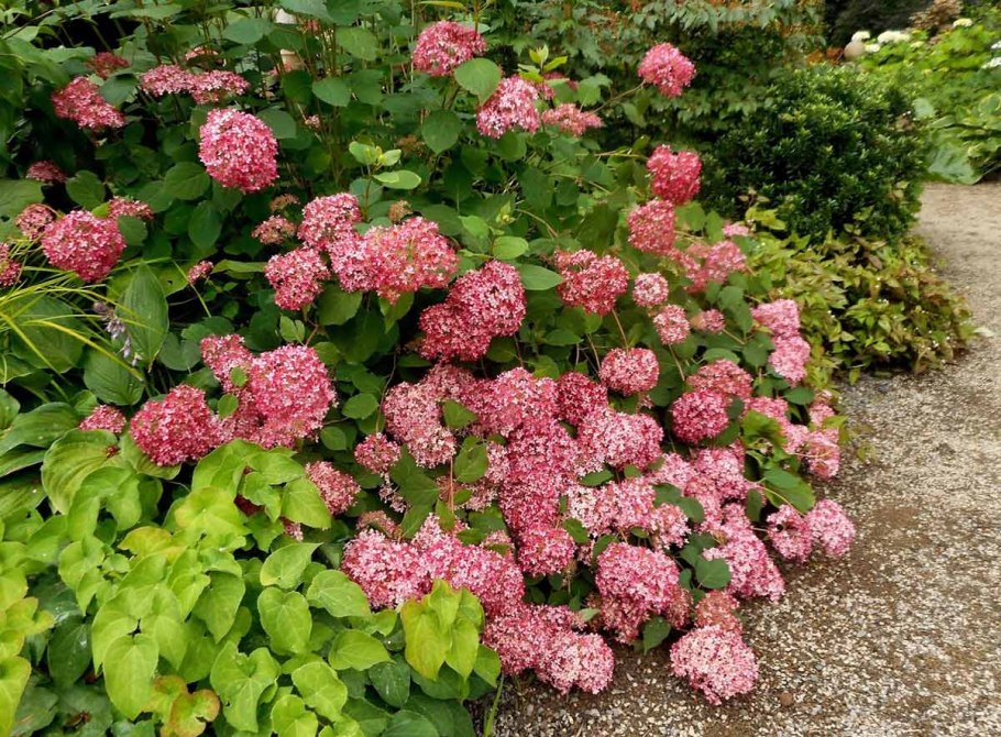 Гортензия древовидная белла анна