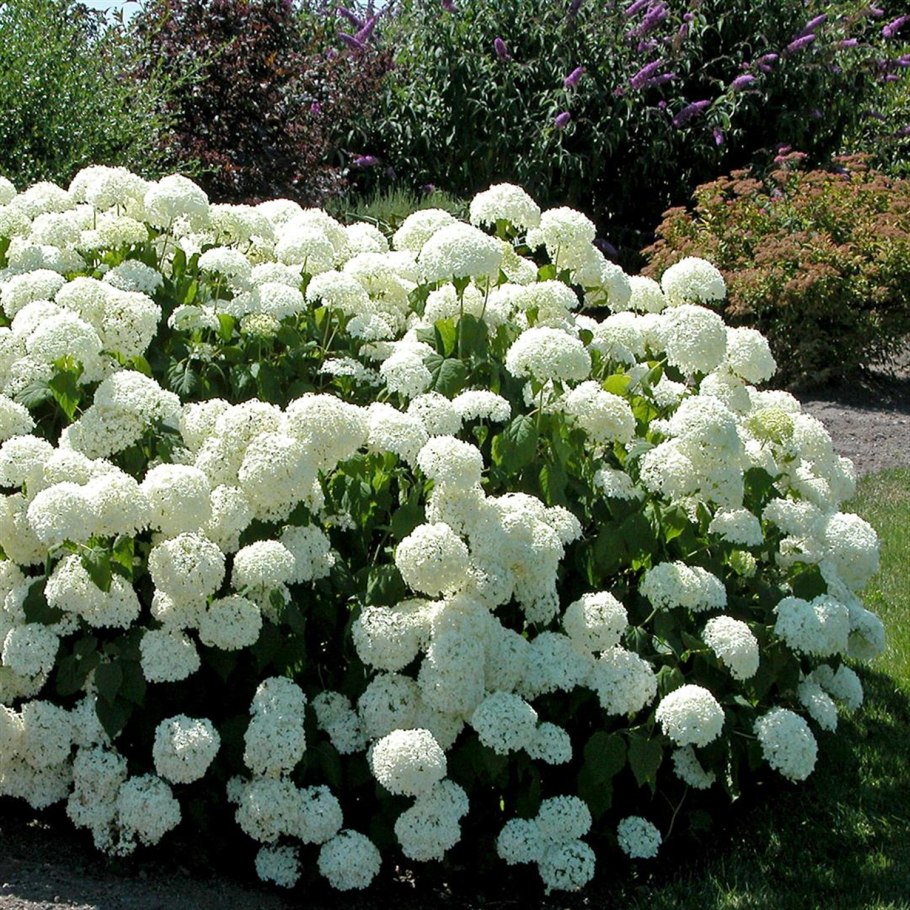 Гортензия древовидная "Инкрэдибл"