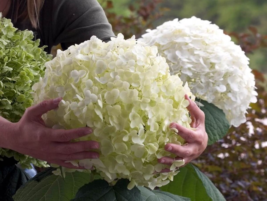 Гортензия древовидная Инвинсибел