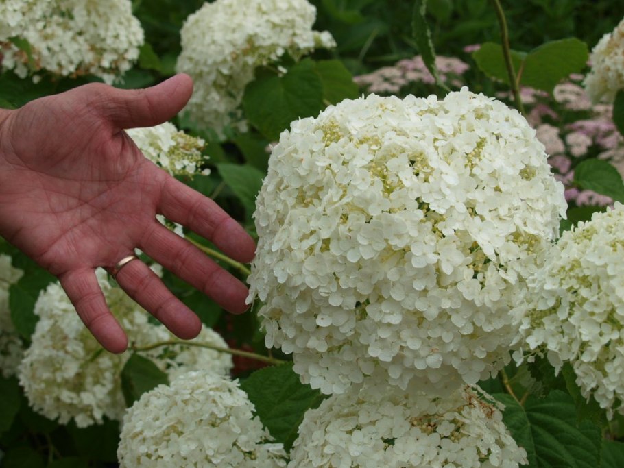 Гортензия Инкредибол