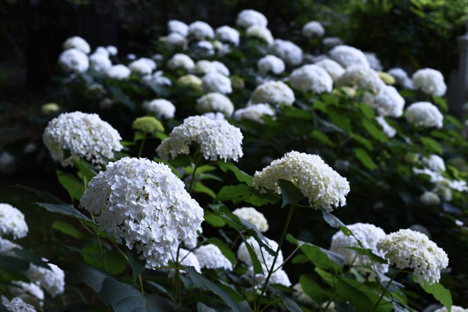 Гортензия древовидная Анабель