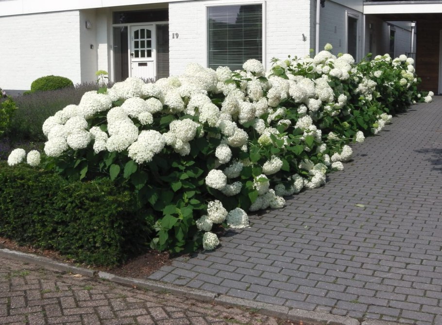 Гортензия анабель