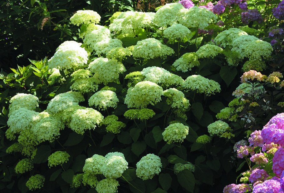 Гортензия древовидная Pink Annabelle