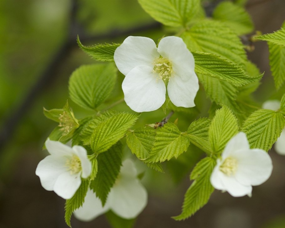Розовик керриевидный