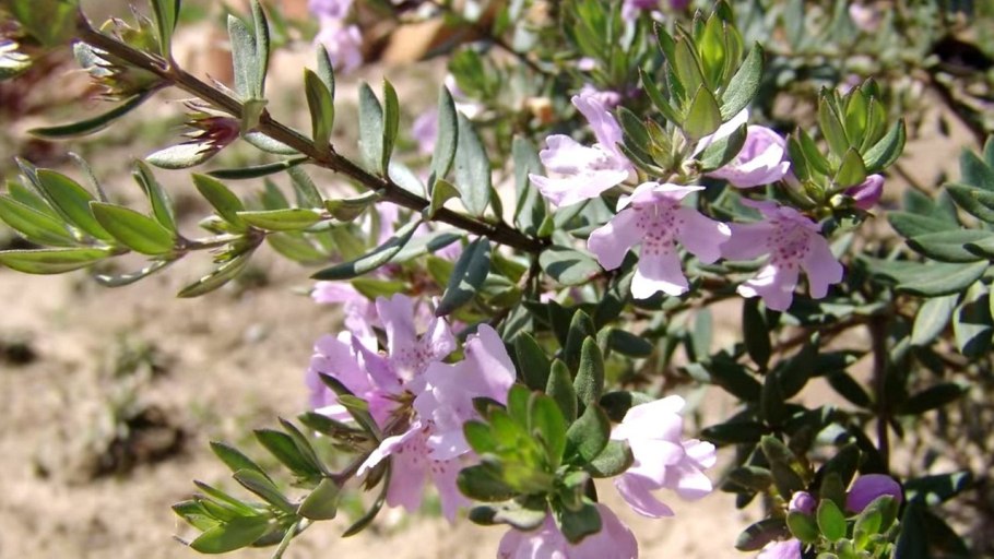 Rosa sempervirens (роза семпервиренс)