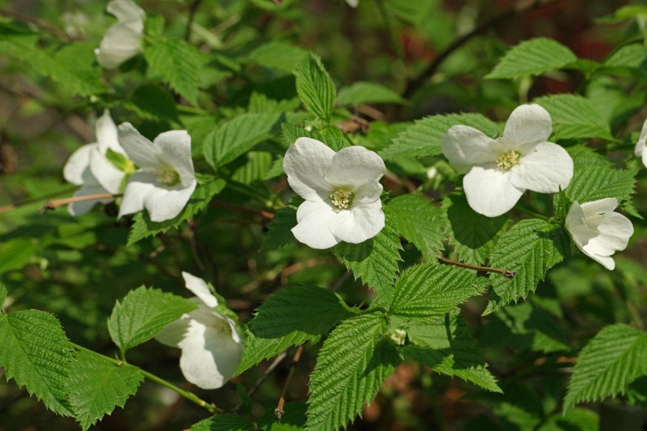 Розовик керриевидный