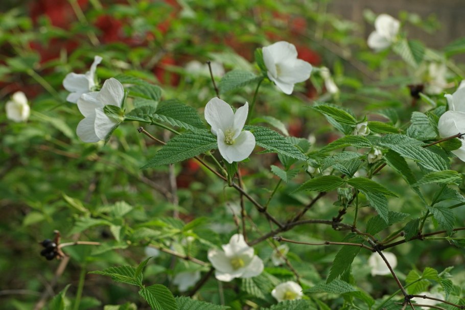 Rhodotypos Scandens