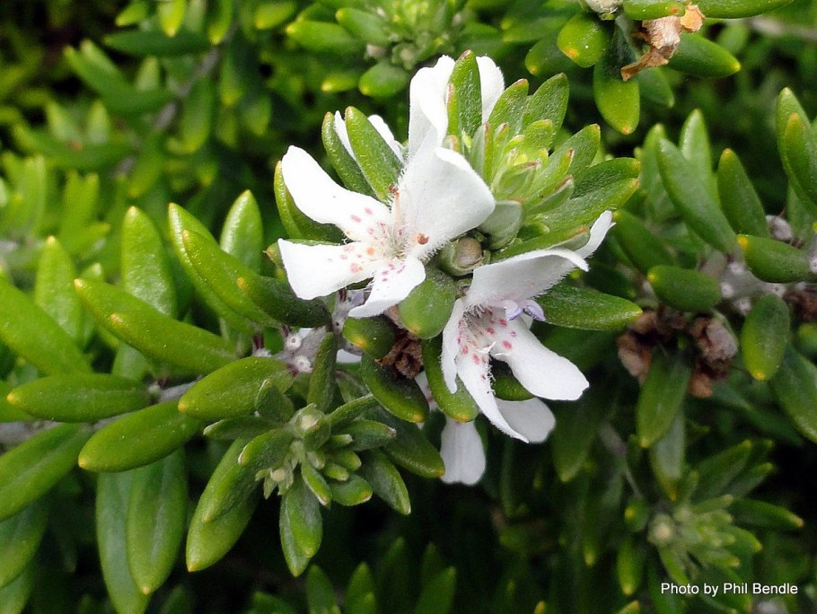 Актинидия коломикта Лиана