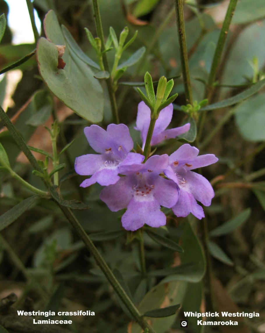 Подофиллум щитовидный