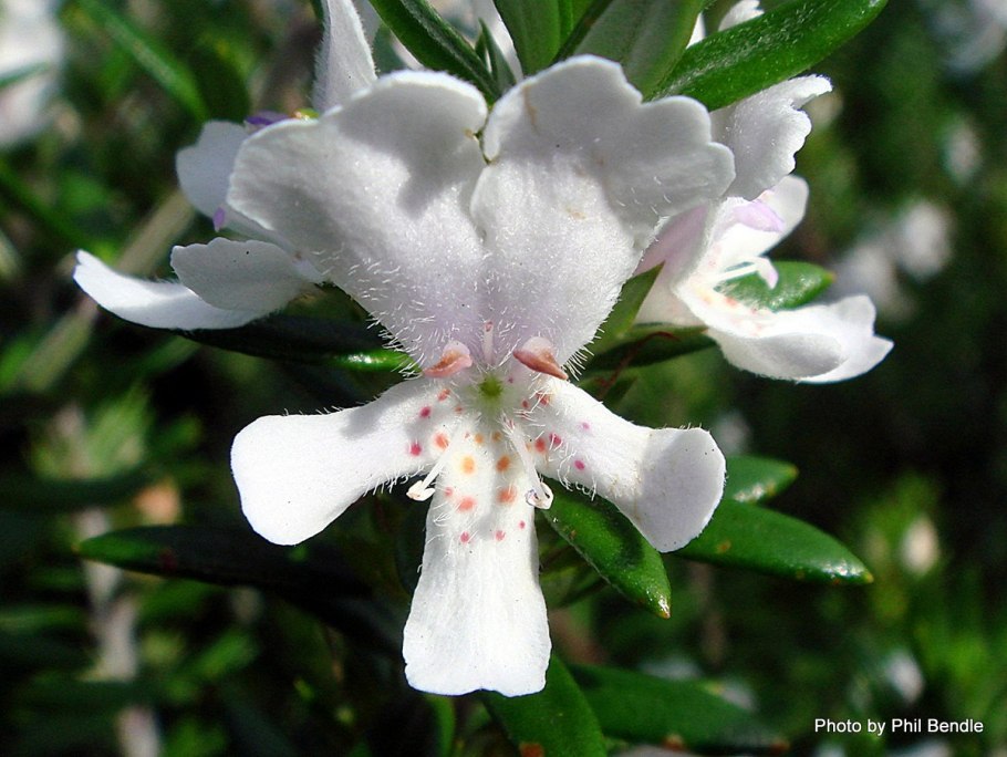 Ирга Ламарка зонт