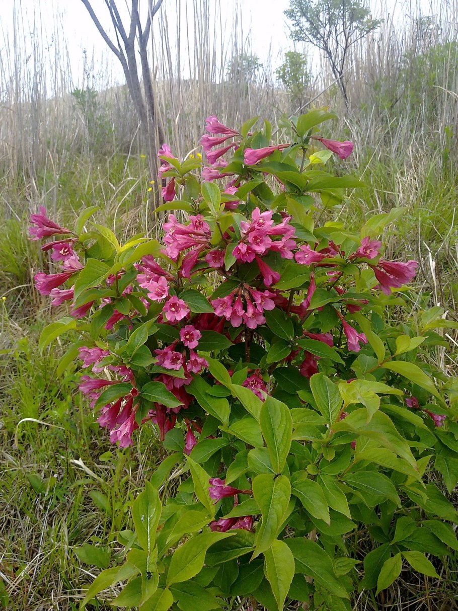 Камелия китайская Camellia sinensis ботаника