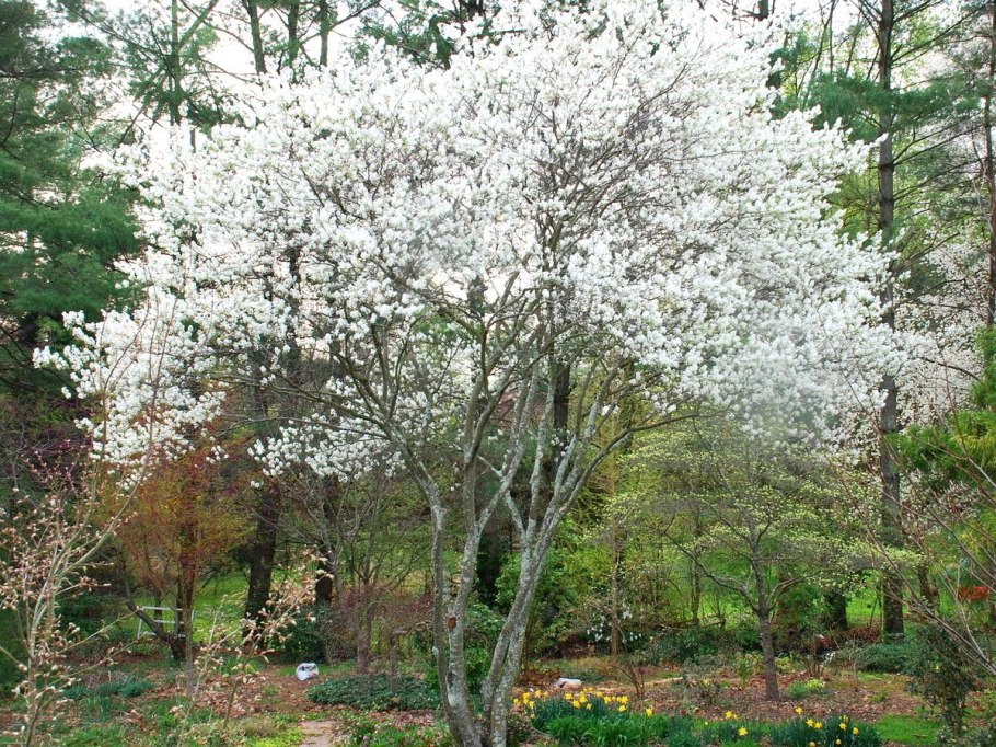 Вестрингия кустарниковая