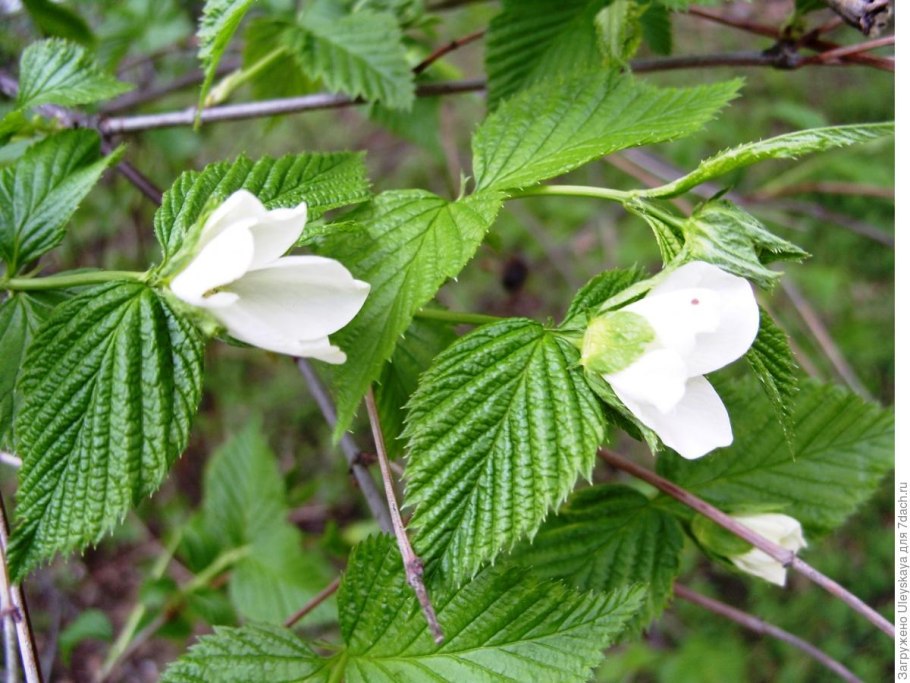 Caméllia sinénsis чайный куст